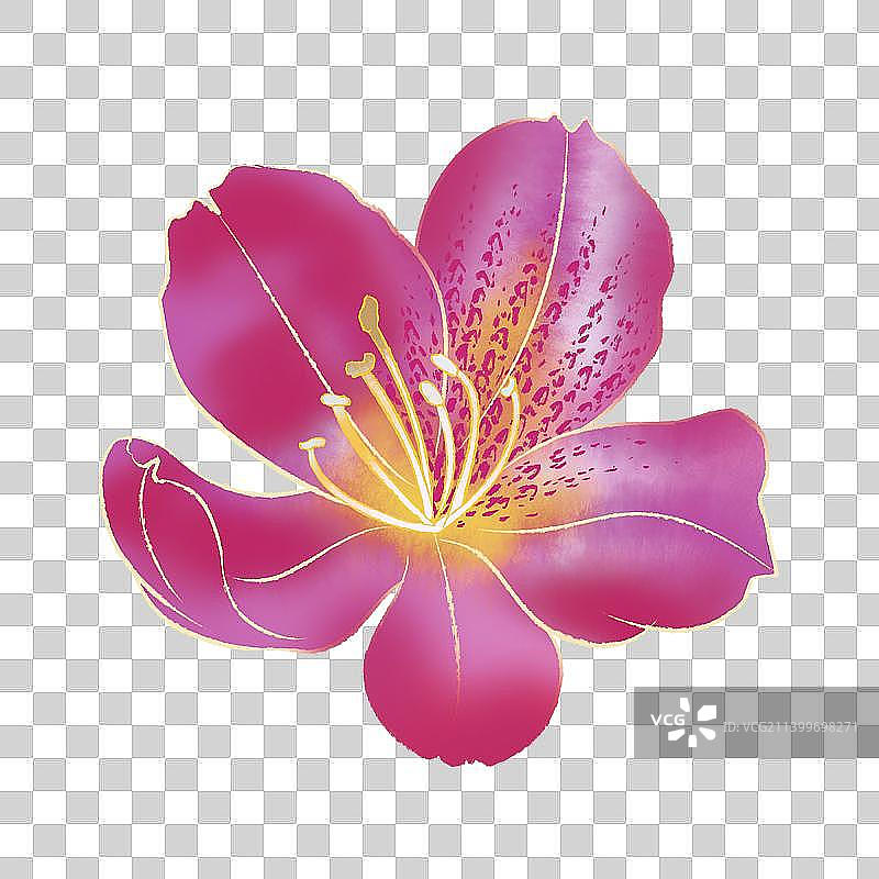 杜鹃花国风插画元素图片素材