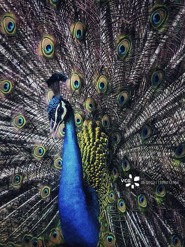 孔雀展羽图片素材