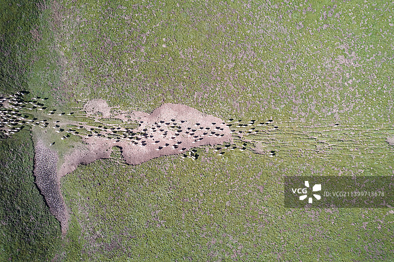 羊群在干涸的牧场图片素材