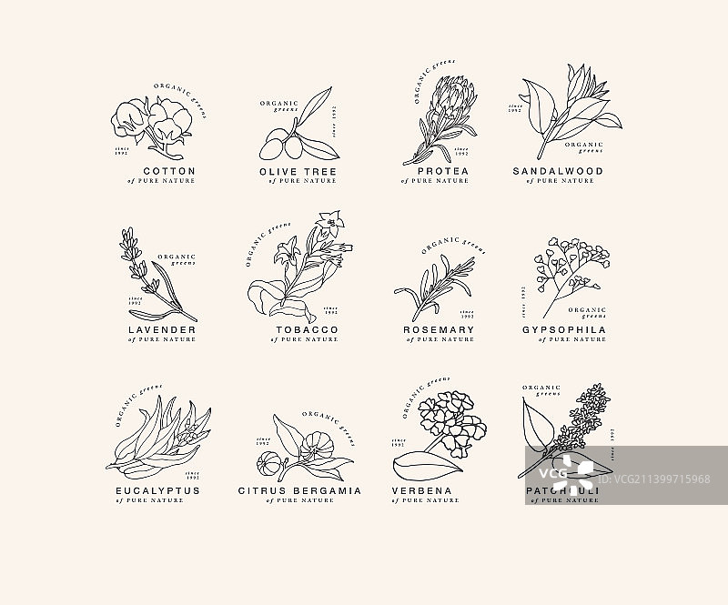 手绘植物线性图标合集图片素材