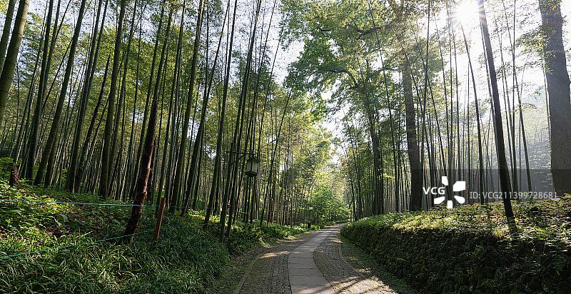 杭州西湖景区云栖竹径毛竹园春天夏天竹笋图片素材