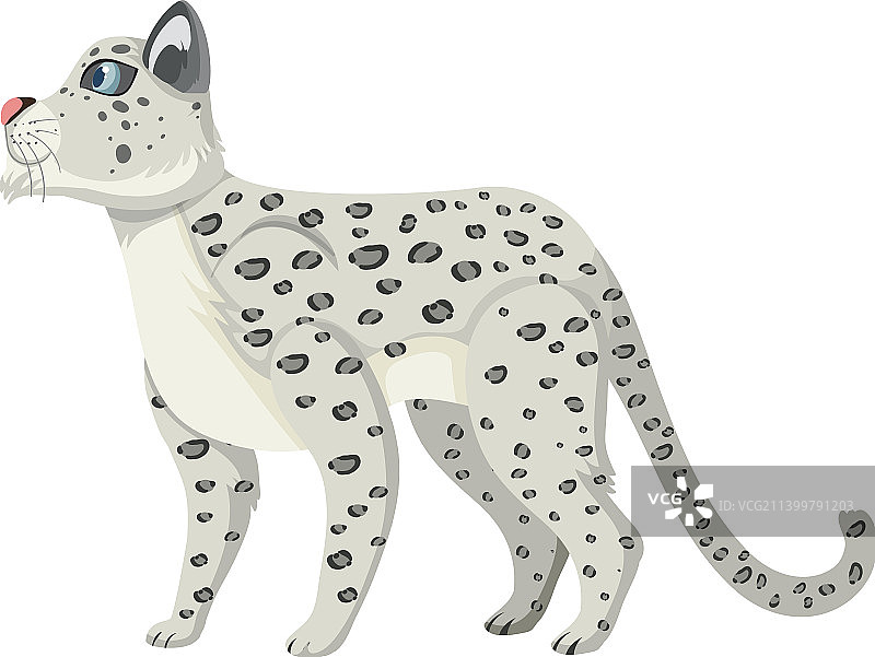 白色背景下的雪豹图片素材