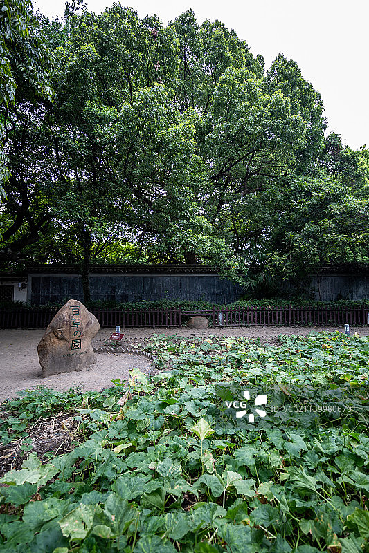 浙江绍兴鲁迅故里鲁迅故居（周家新台门）：百草园图片素材