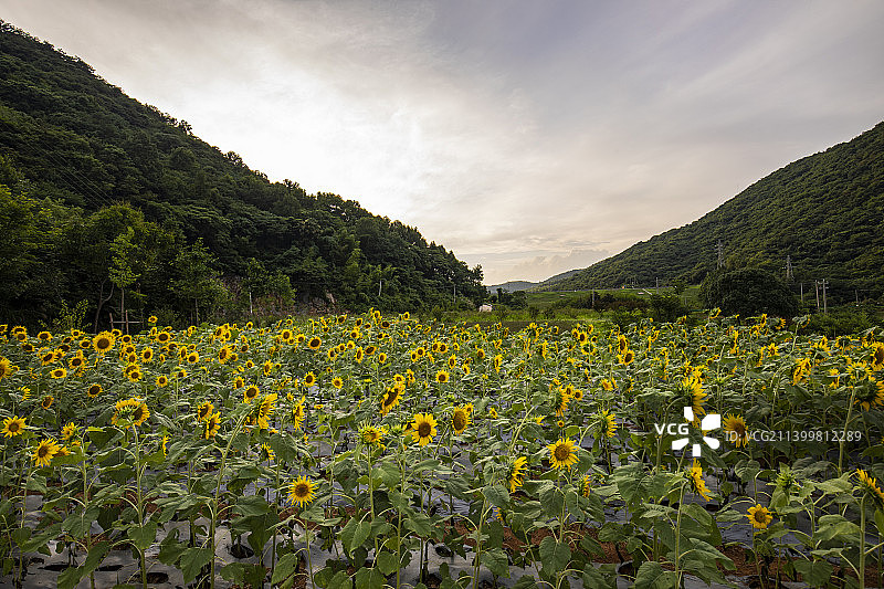 向日葵图片素材