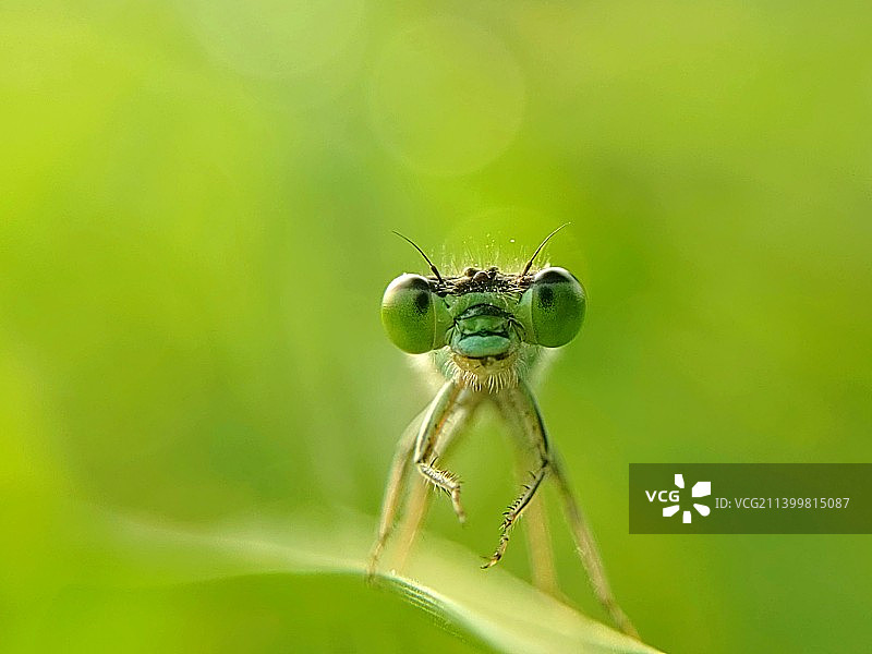 叶上昆虫特写镜头图片素材