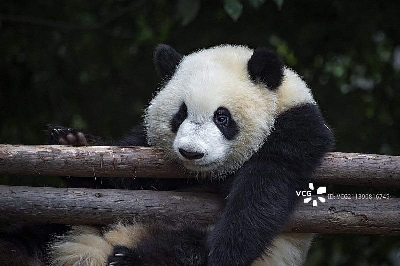 中国大熊猫图片素材