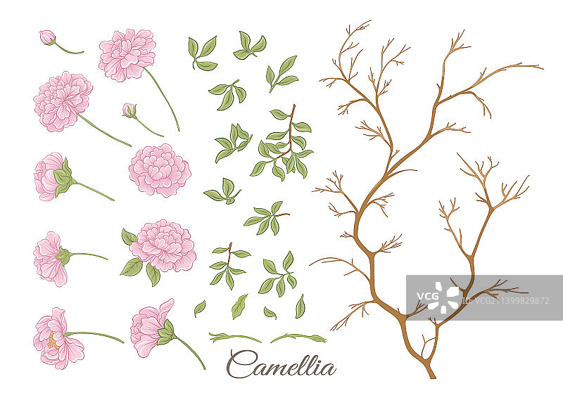 山茶花树开花元素剪贴画图片素材
