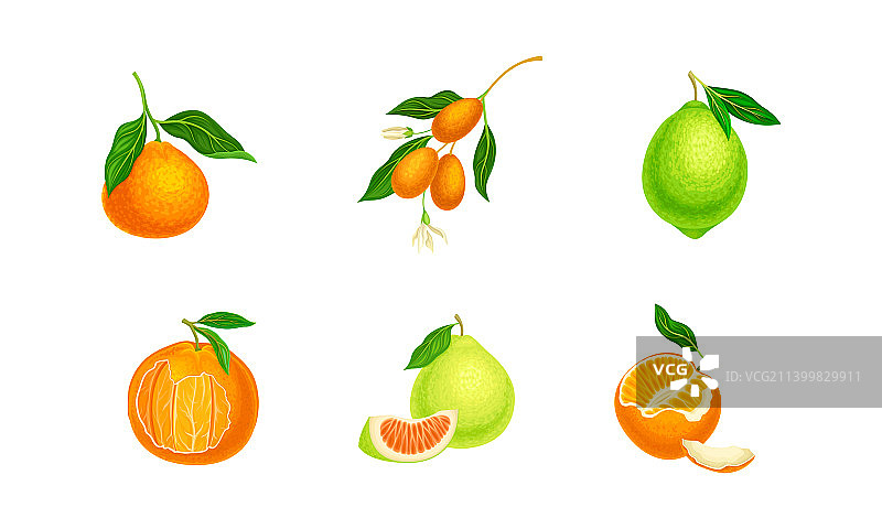 多汁柑橘水果合集：金桔、橘子图片素材