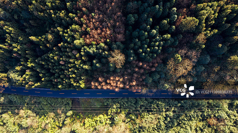 森林树木山蓝天航拍图片素材