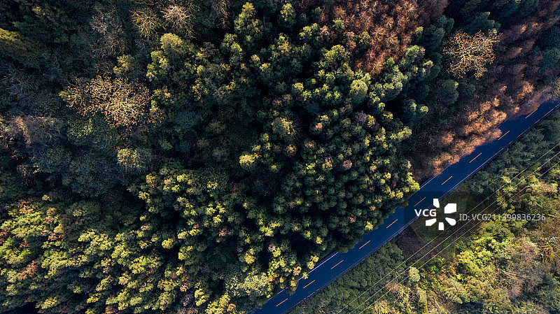 森林树木山蓝天航拍图片素材