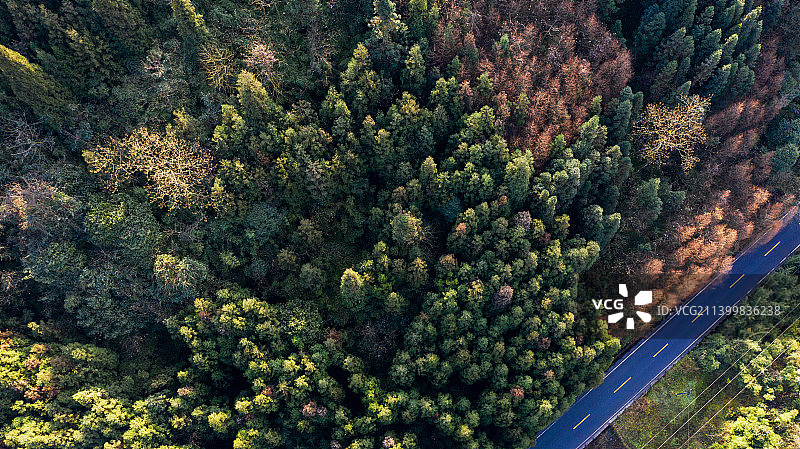 森林树木山蓝天航拍图片素材