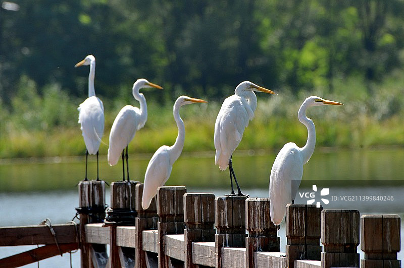 白鹭排排站图片素材
