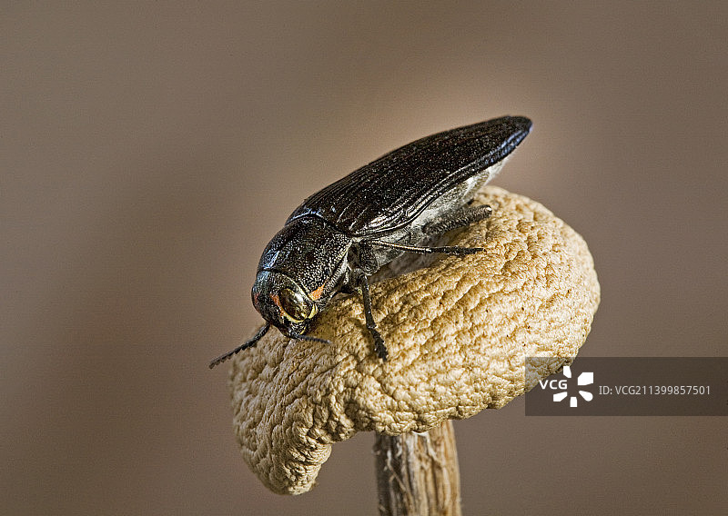 粉脸甲虫图片素材