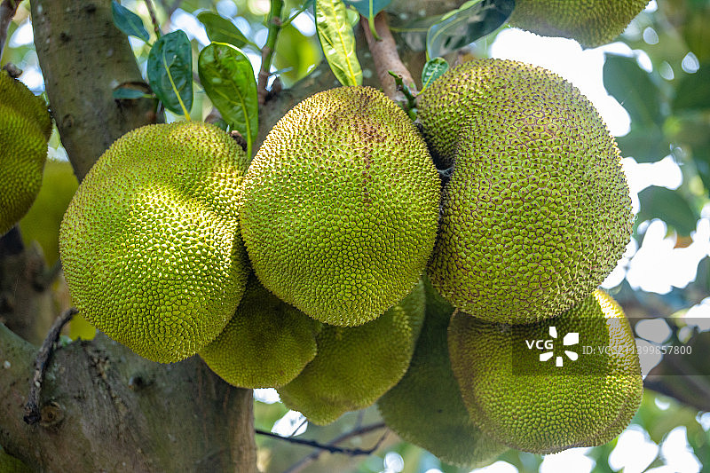 树上未成熟的菠萝蜜图片素材