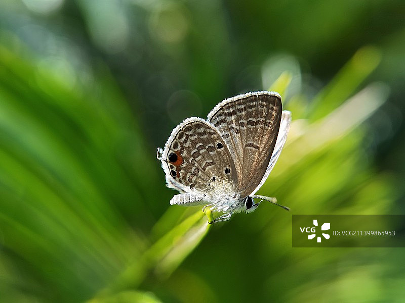 小灰蝶.停歇图片素材