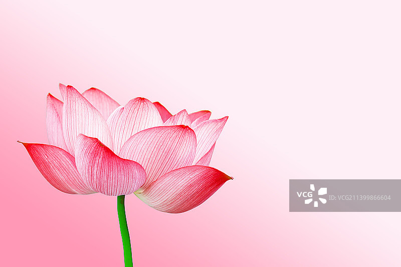 极简纯色夏日荷花海报背景图片素材