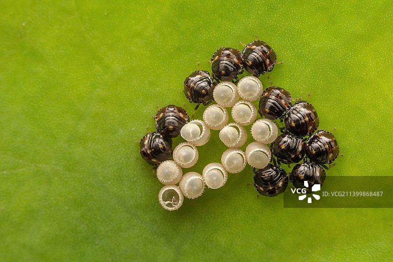 生命初始图片素材