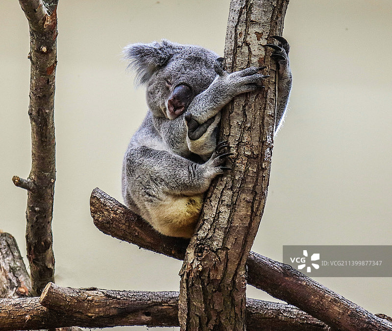 树干上的考拉特写，捷克布拉格图片素材