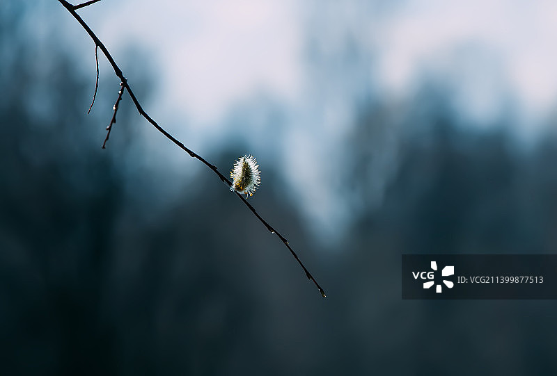 春天拉脱维亚树枝上的柳絮图片素材