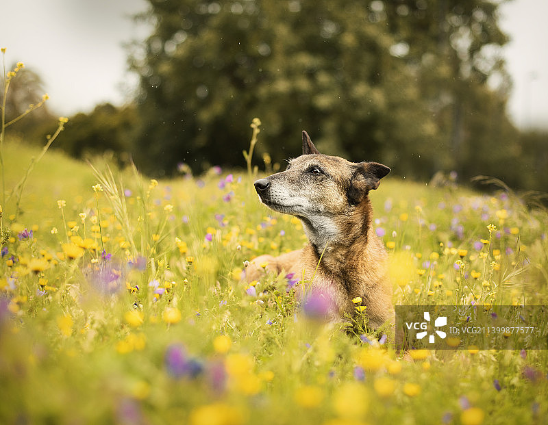 黄色花丛中的比利时牧羊犬图片素材