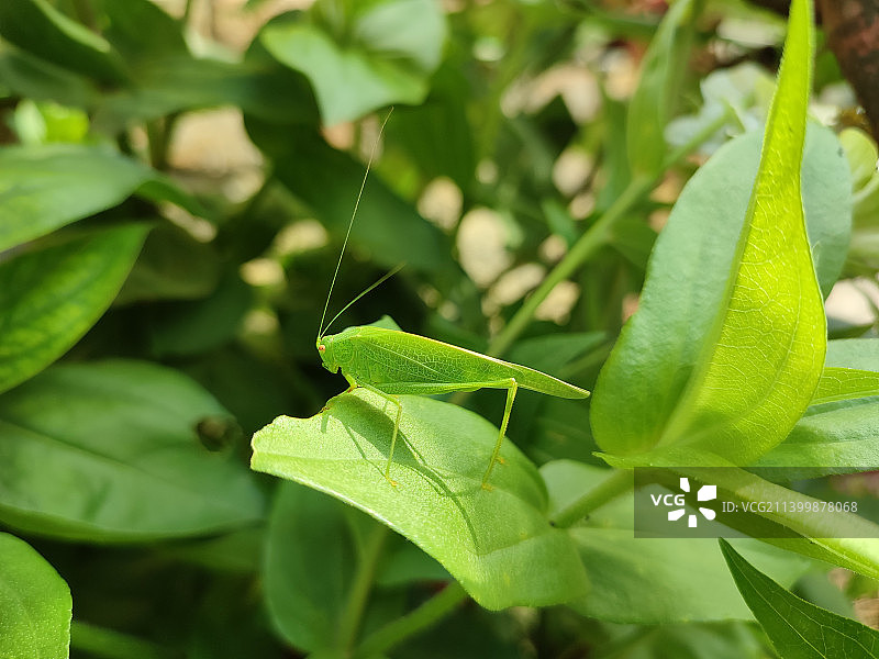 绿叶的特写图片素材
