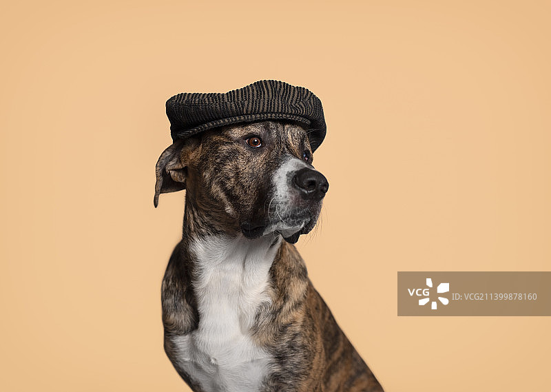 棕色背景上戴着帽子的时尚虎斑獒犬狗精品店图片素材