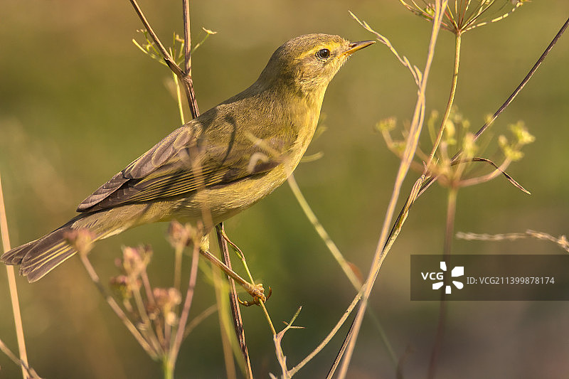 鸣鹟栖息在植物上，罗马尼亚图片素材