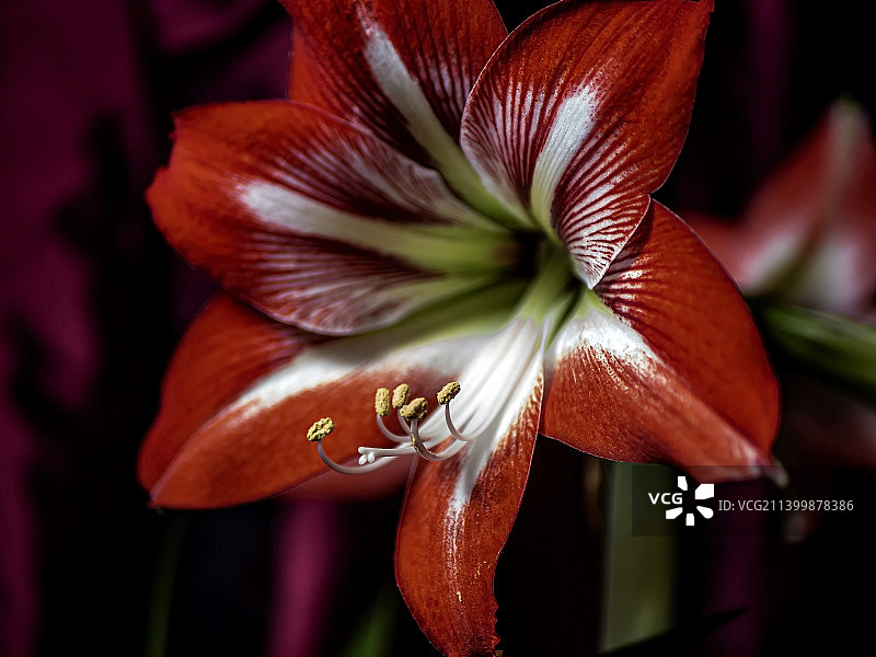 窗台上盛开的大红色孤挺花图片素材