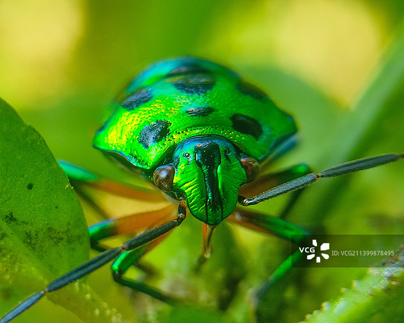印度美丽的珠宝虫图片素材