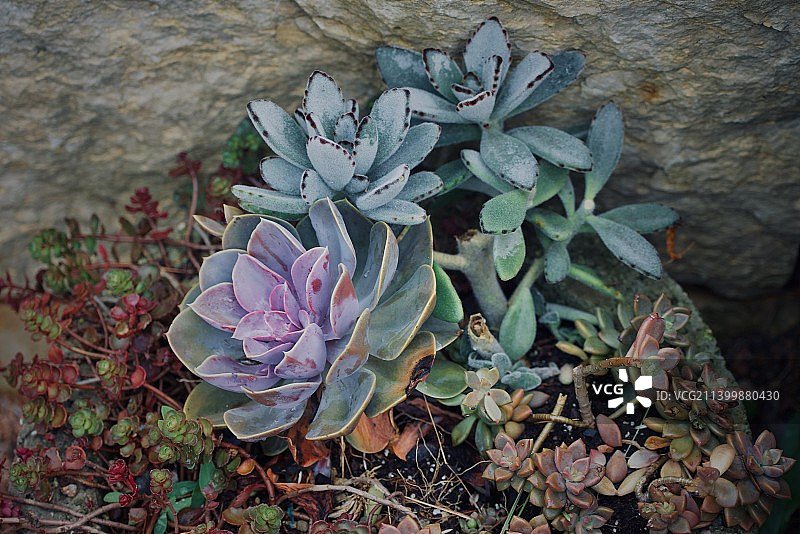 美国伊利诺伊州惠顿田野多肉植物高角度景观图片素材