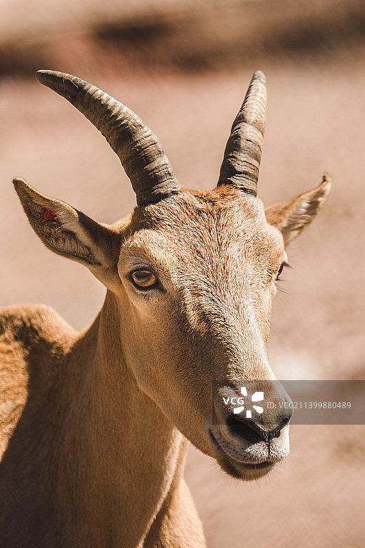 野山羊特写，美国图片素材