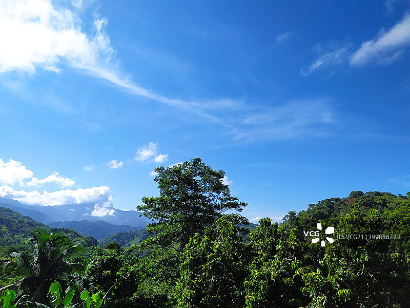 牙买加蓝天下树木的仰视角度图片素材