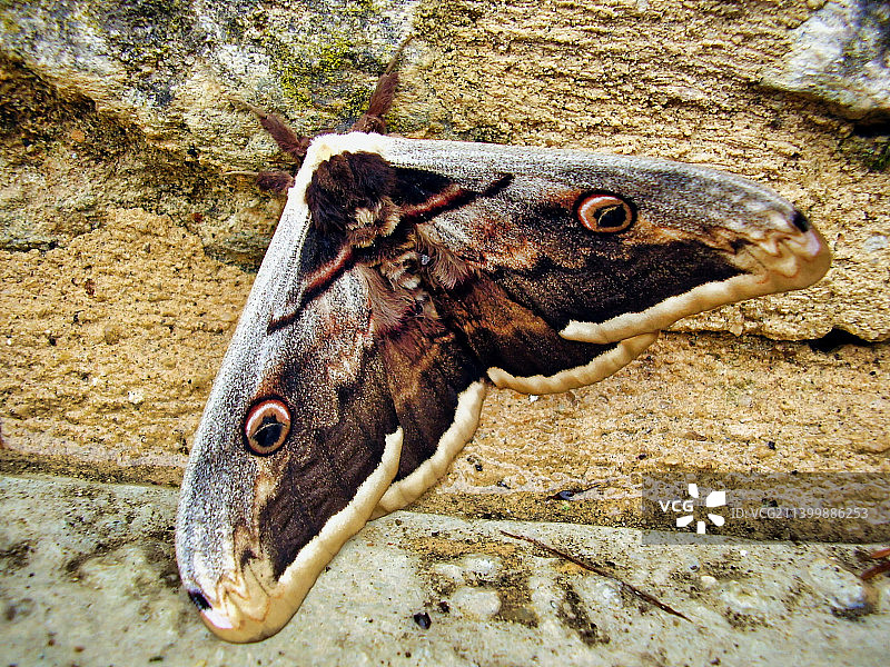 多尔多涅省岩石上的鱼特写，法国图片素材