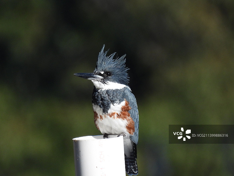 翠鸟栖息在杆子上特写图片素材