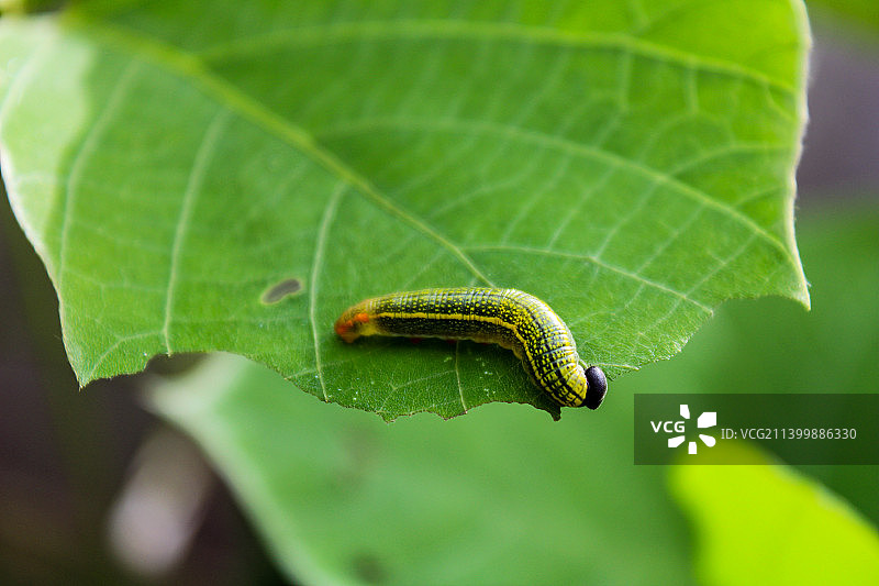毛毛虫在树叶上的特写图片素材