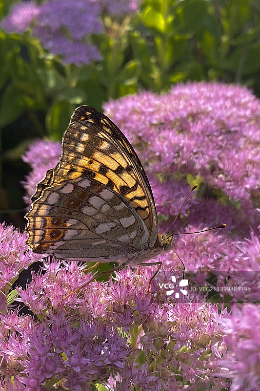 蝴蝶在中国紫色花朵上采蜜特写图片素材