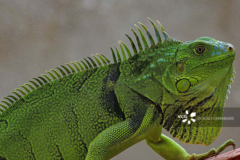 哥伦比亚大西洋省树上的绿鬣蜥特写图片素材