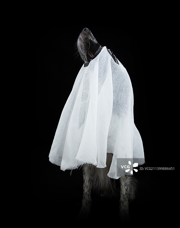 万圣节狗狗幽灵装扮（西班牙赫罗纳）图片素材