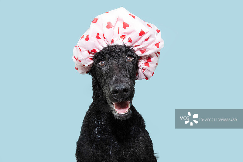 快乐的贵宾犬戴着帽子，在蓝色背景下享受爱心沐浴图片素材