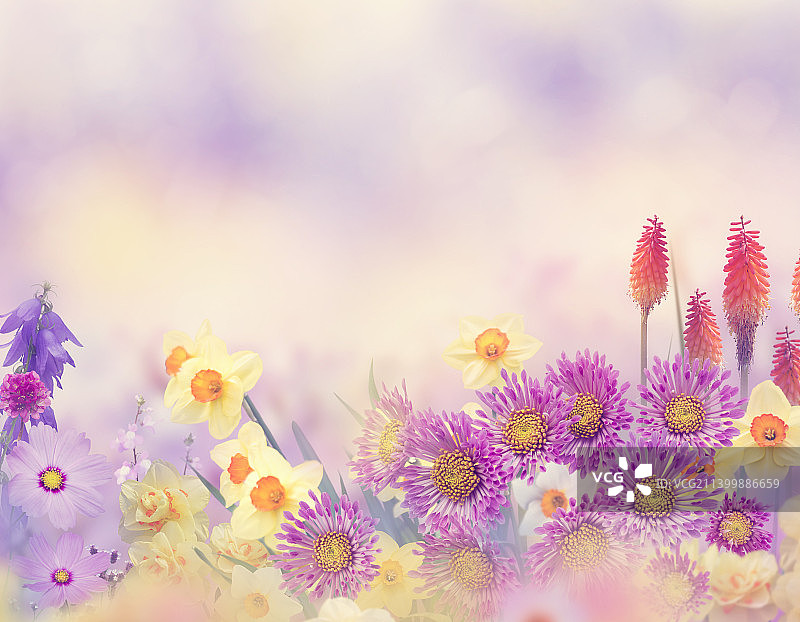 花园中色彩缤纷的鲜花什锦图片素材