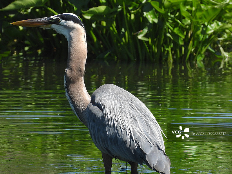 灰色苍鹭的特写图片素材