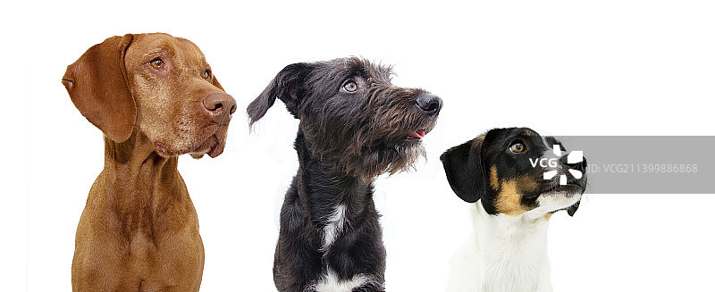 三只狗在白色或灰色背景下背向排列的banner，西班牙赫罗纳图片素材
