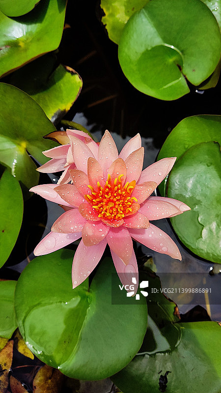 印度古吉拉特邦拉杰果德，池塘中莲花俯视图图片素材