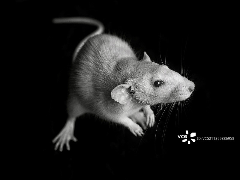 黑色背景上的老鼠特写图片素材