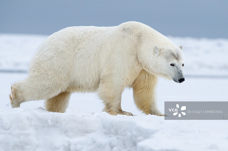 站在积雪覆盖的土地上的北极熊侧面照，美国阿拉斯加州图片素材