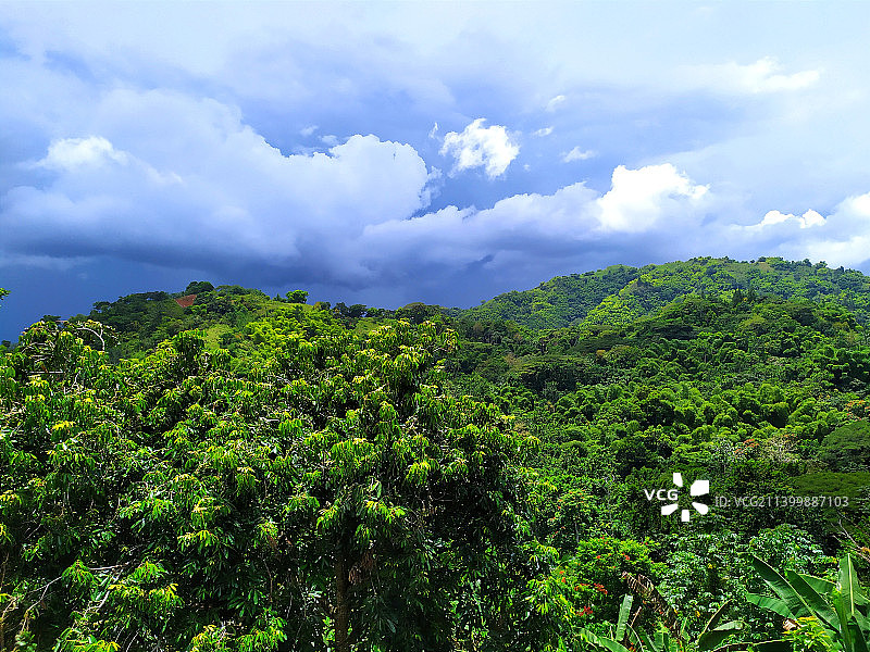 牙买加树木天空美景图片素材