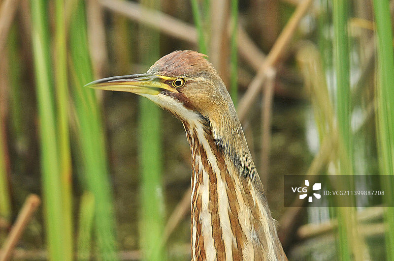 苍鹭栖息在户外的特写，美国北园乡村自然中心图片素材