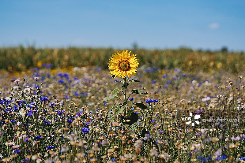 英国田野上的开花植物特写图片素材