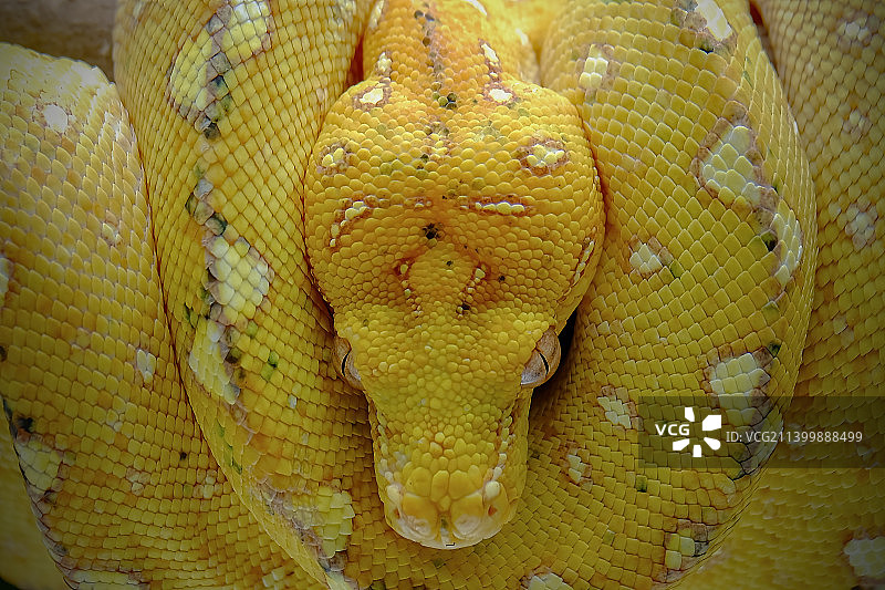 印度尼西亚Bekasi Barat，蟒蛇特写图片素材