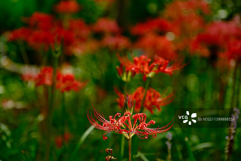 中国田野里红色开花植物的特写图片素材